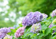 梅雨と言えば紫陽花！一度は訪れたい名所3選をご案内します
